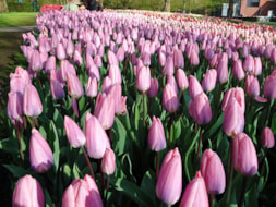 Keukenhof (13)